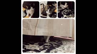 3 Baby Kittys And The Mama