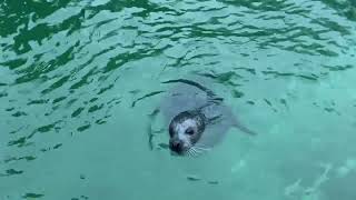 Tatjana Novak - Singing with seals in Sweden - Vi sjunger med sälar - Поем с Тюленями ￼