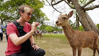 Nara is Worth it Just For the Deer