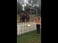 Slonovi plešu uz zvuke violine :) (video)