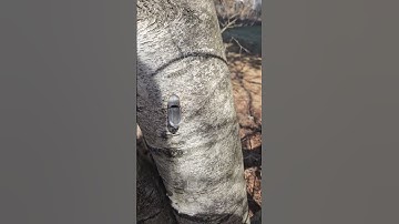 Tapping the Birch Tree 2025 #birchtree #tapping #sap