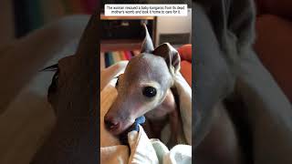poor baby kangarro #kangaroo #babykangaroo #animals