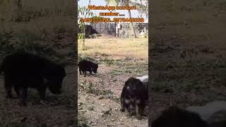 German shepherd puppies Available.....