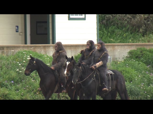 Horse-riding apes spotted in SF to promote upcoming film, 'Kingdom of the Planet of the Apes' class=