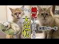 ニャン生大逆転！餓死寸前の野良猫が掴んだ幸せ【保護から1年の想い】