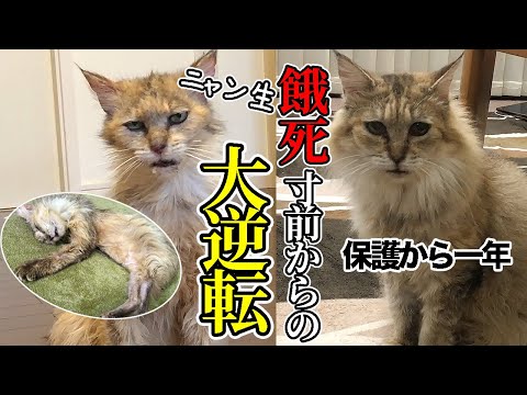ニャン生大逆転！餓死寸前の野良猫が掴んだ幸せ【保護から1年の想い】