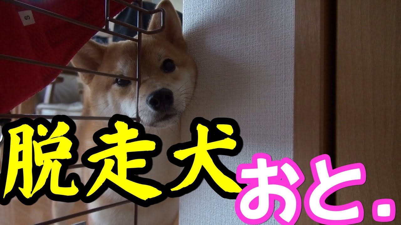 脱走犬豆柴おと 脱走を試みる姿の一部始終 Shibainu 第100話 Youtube