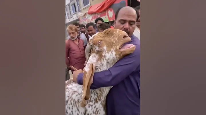 goat sacrifice goat crying 😭😂 - DayDayNews