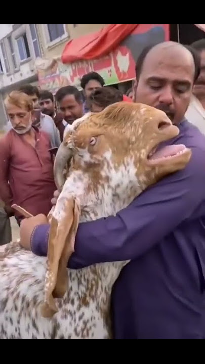 goat sacrifice goat crying 😭😂