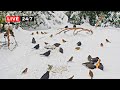 24 7 LIVE CAT TV NO ADS Lots Of Birds In Snow For Cats To Watch And Slap