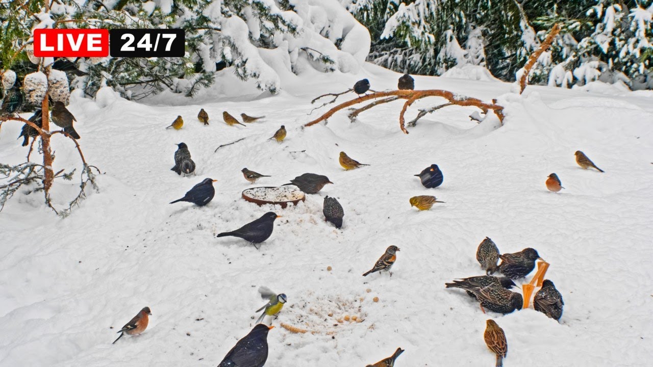 🔴 24/7 LIVE CAT TV NO ADS😺 Lots of Birds in Snow for Cats to Watch and Slap