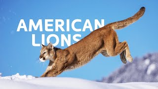 Mountain Lions Fight Deadly Predators In A Battle For Survival | Wild Habitat
