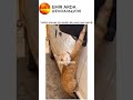 Yardım isteyen ajan kedi 😂