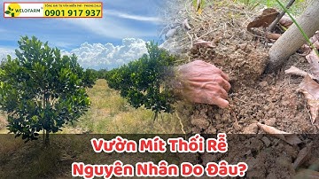 Vườn mít bị thối rễ , không phát triển nguyên nhân do đâu?