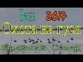 Охота на гуся. 2017.Весна. Крайний Север. НАО.