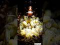 This Ant Took Me Inside Its Colony 🤯#shorts #antcolony #ants