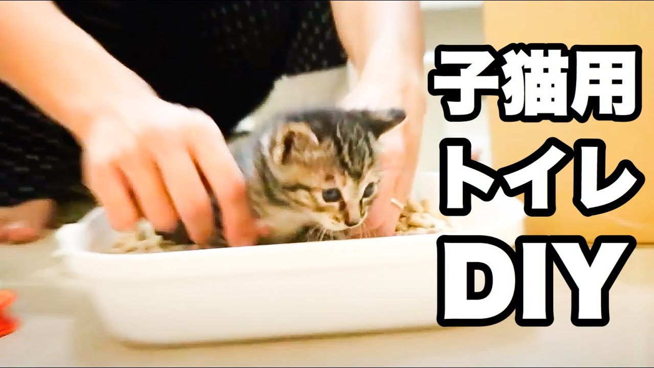 100均材料 子猫用トイレの作り方とトイレトレーニング 保護猫 Youtube