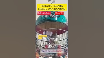 Perkutut mewah suara merdu dan nyaring buat masteran pancingan perkutut #gacor #perkutut #hobi #bird