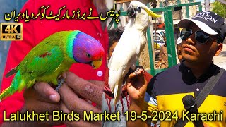 Lalukhet Exotic Birds Hen and Rooster Market 19-5-24 Karachi | Unique and Rare Birds and Parrots