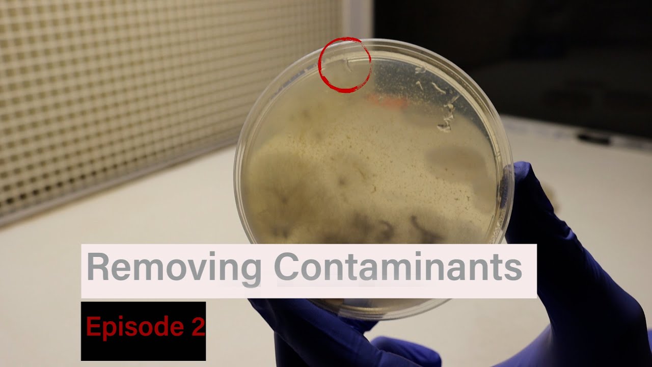 Decontaminating Liquid Cultures Part 2 YouTube decontaminating-liquid-cultures-part-2-youtube