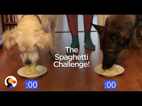 can dogs eat spaghetti can dogs eat spaghetti