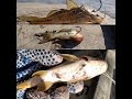 Como encarnar bagre para la pesca del DORADO . RICCPRO