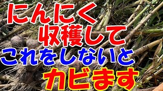 にんにく収穫したら必ずすること。長期保存するためにはカビさせないことが大事です。