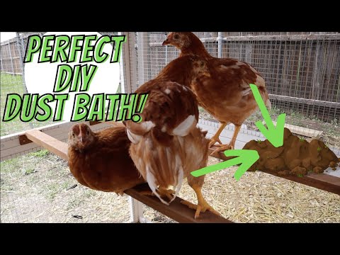 Perfect Dust Bath | DIY Chicken Dust Bath