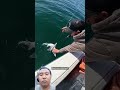 live bait vs dead bait #fishing #bigfish #shark #shorts