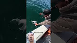live bait vs dead bait #fishing #bigfish #shark #shorts