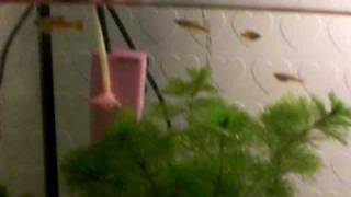 1 day old white cloud minnow fry -