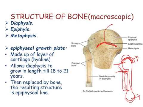 bone - structure of the bone. - YouTube