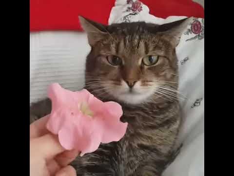 Мемы с котами гифки Une fleur fait bugger un chat - YouTube