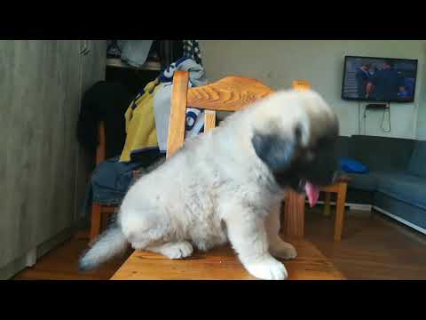 კავკასიური ნაგაზი 1 თვის