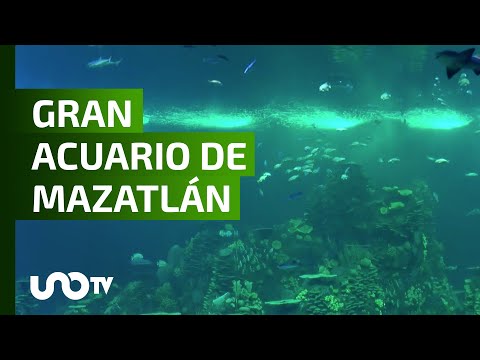 El Gran Acuario de Mazatlán, Mar de Cortés abre sus puertas - Uno TV