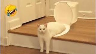 funny video animals 2023/funny meme compilation 2024 funny cat videos tiktok Fun Main Dam