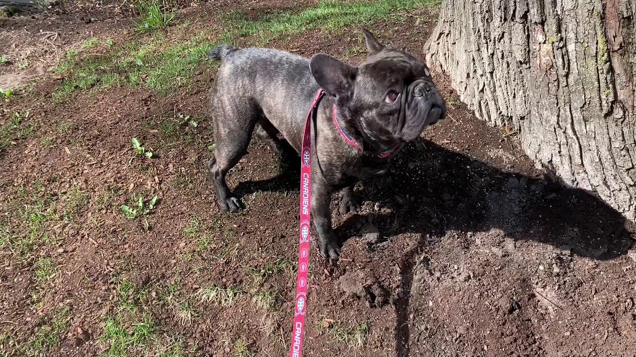 Squirrel barking at dog YouTube