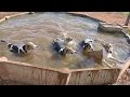 Ride with a Bull Terrier and 4 American Foxhounds の動画、YouTube動画。
