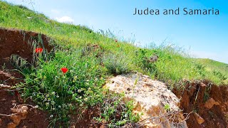Relaxing Music and Soft Sounds of Nature for Stress Relief. JUDEA AND SAMARIA screenshot 2