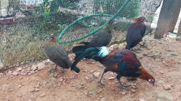 Los peb saib kuv cov qaib qus 100%  ua ke os