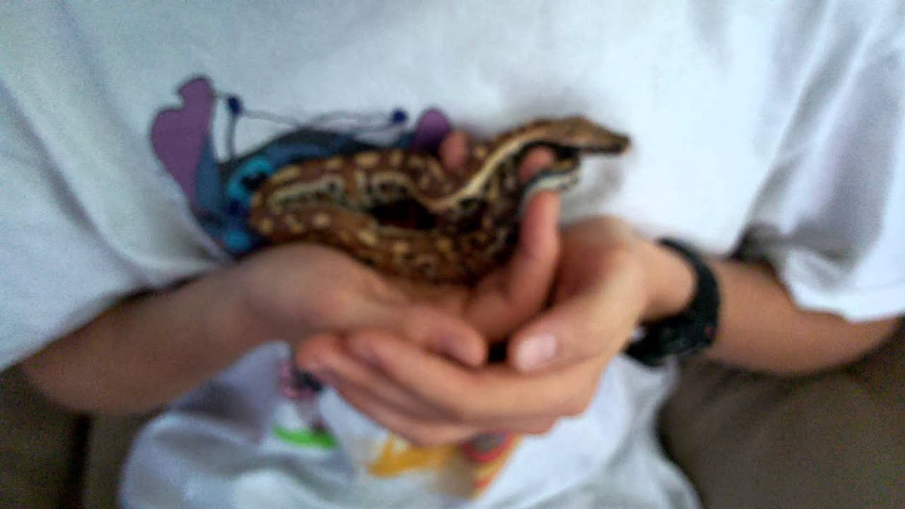 cockatoo price ph Pebbles the 1 month old Blood Python