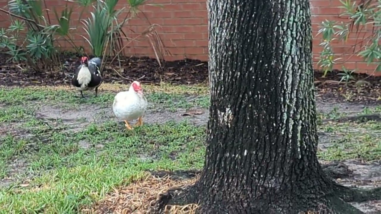 Black, White & Turquoise Muscovy Duck with White Muscovy with Tan Wings & Yellow Feet by Brick Fence