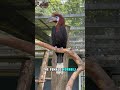 Black-Casqued Hornbill | Narrated Animal Profile | Living Dinosaurs Part 6