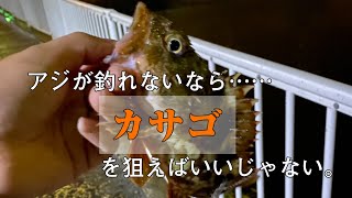 癒やしのカサゴ