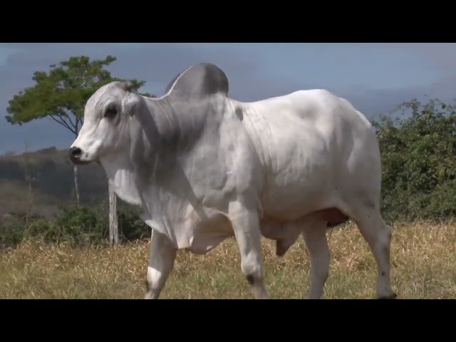 Lote 02   Leilão Especial Nelore Três Irmãos