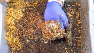 Dragonfruit frenzy in red wiggler worm bin during non-frozen feeding - vermicompost