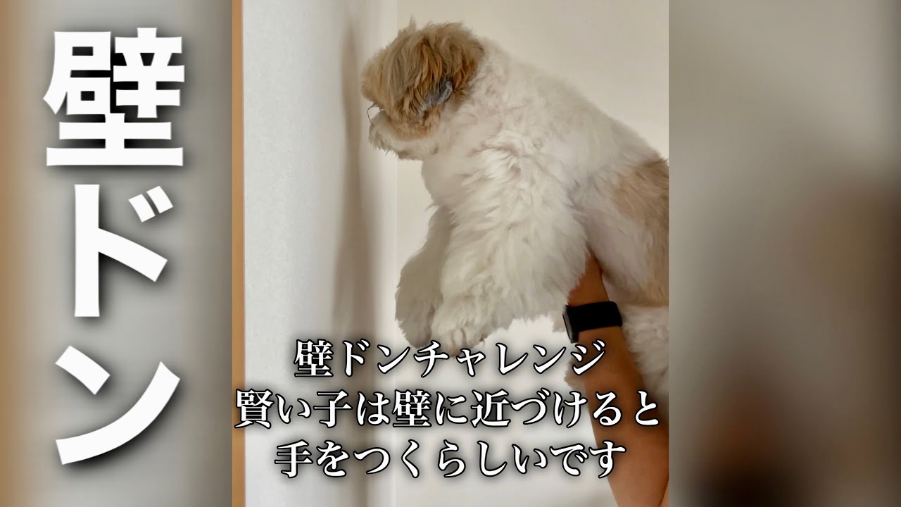 壁ドンチャレンジで我が家のシーズーは果たして賢いのか検証してみた Shorts This Is A Video That Shih Tzu Challenges Youtube 壁ドンチャレンジで我が家のシーズーは果たして賢いのか検証してみた Shorts This Is A Video That Shih Tzu Challenges Youtube