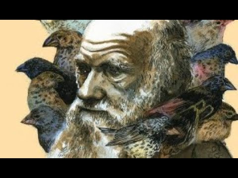 Video: Il darwinismo si applica agli umani?