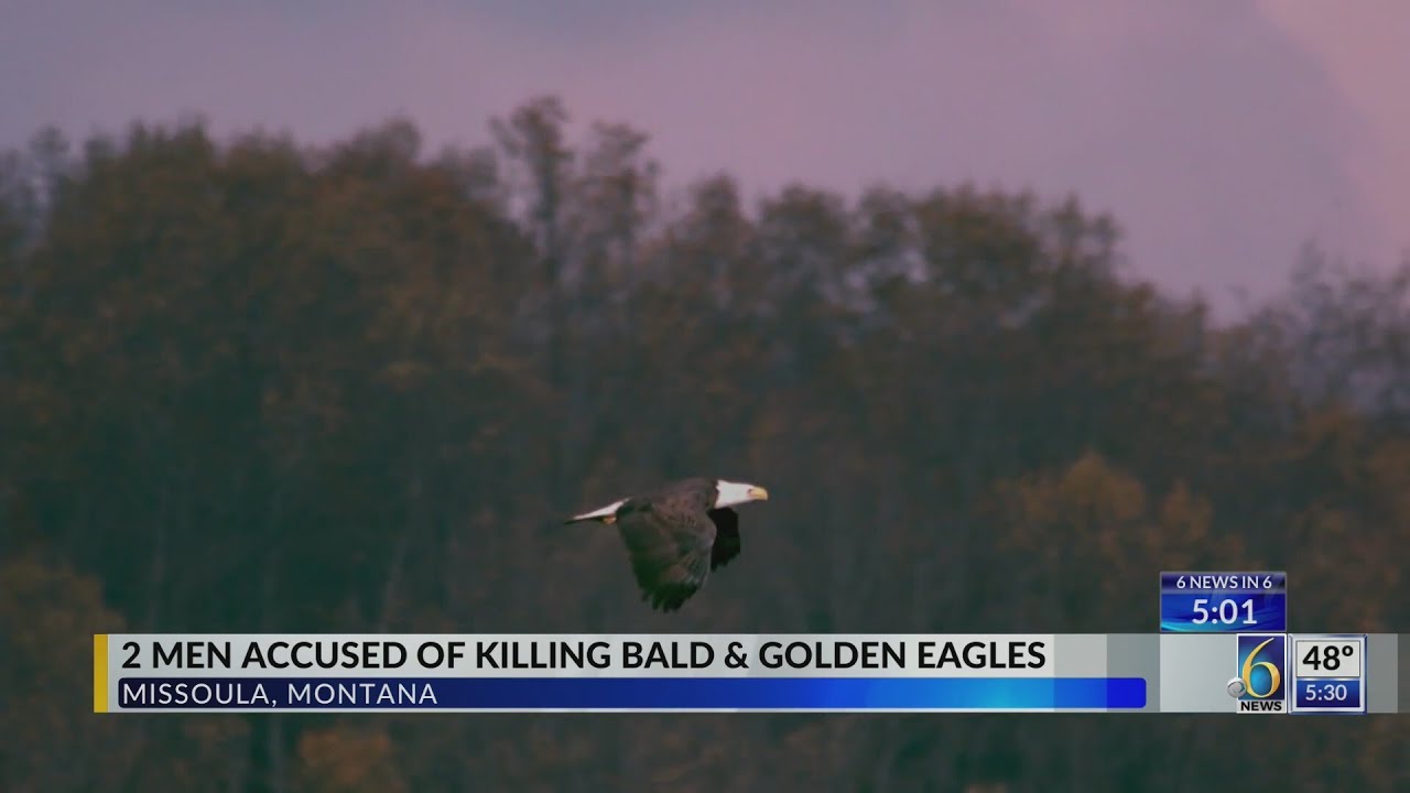 2 men accused of killing bald and golden eagles YouTube