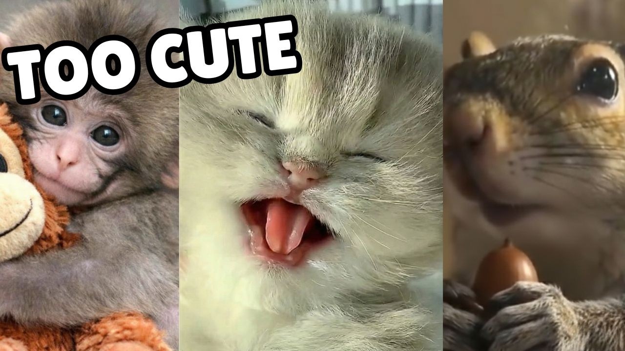 The cutest kittens with Monkey and Squirrel | The most adorable and beautiful kittens 🐱🐱🐱
